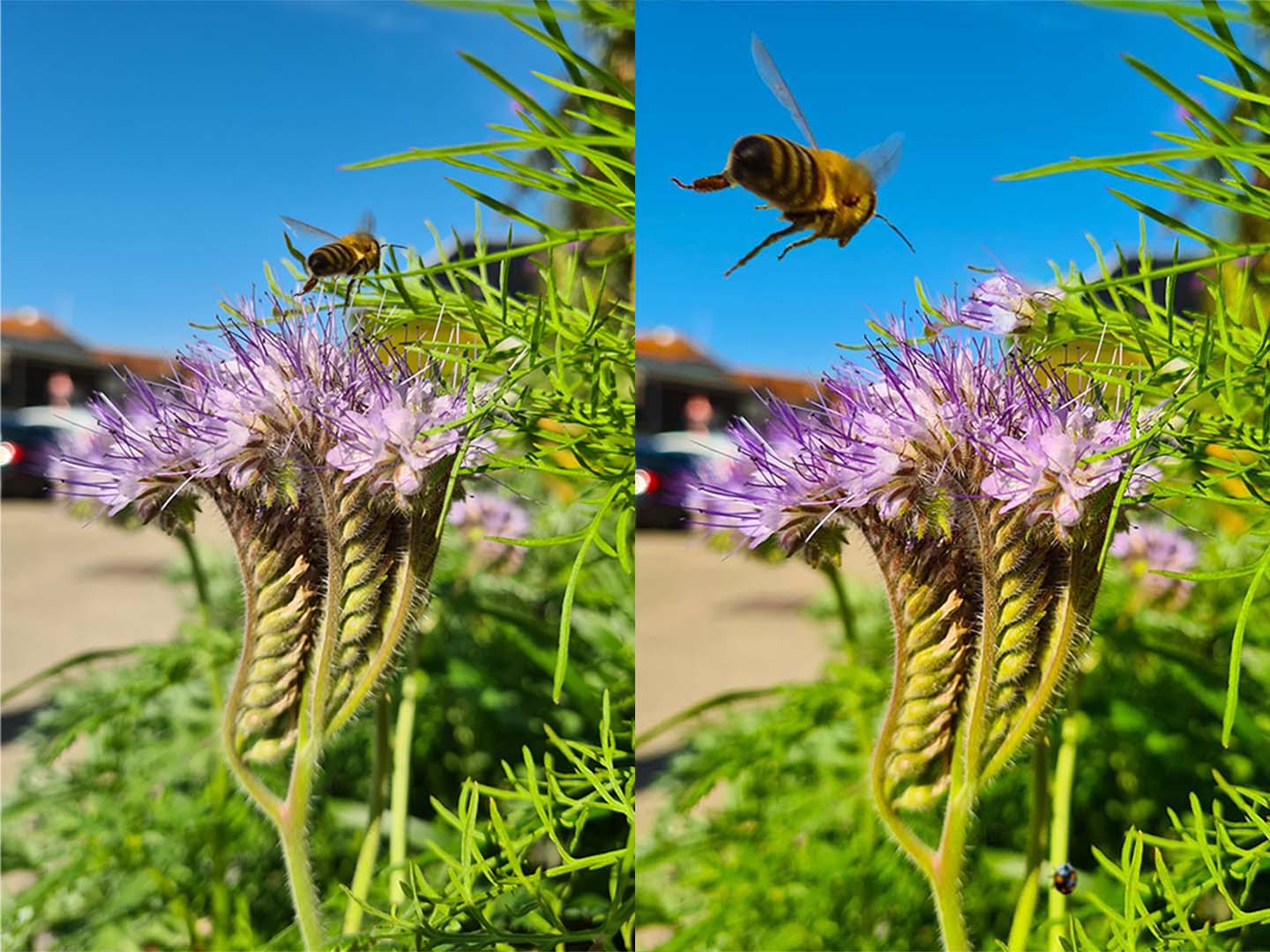 bee original and bee photoshop